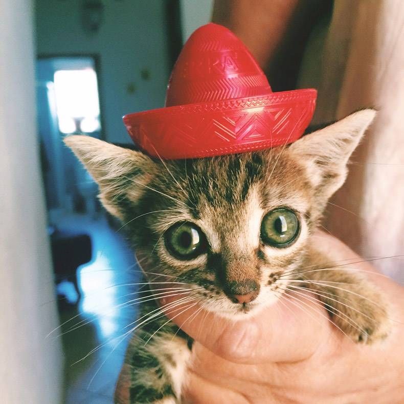 Gewoon een verzameling hilarische foto's #1255