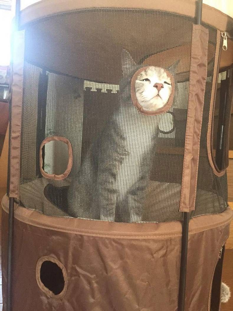 Gewoon een verzameling hilarische foto's #1240