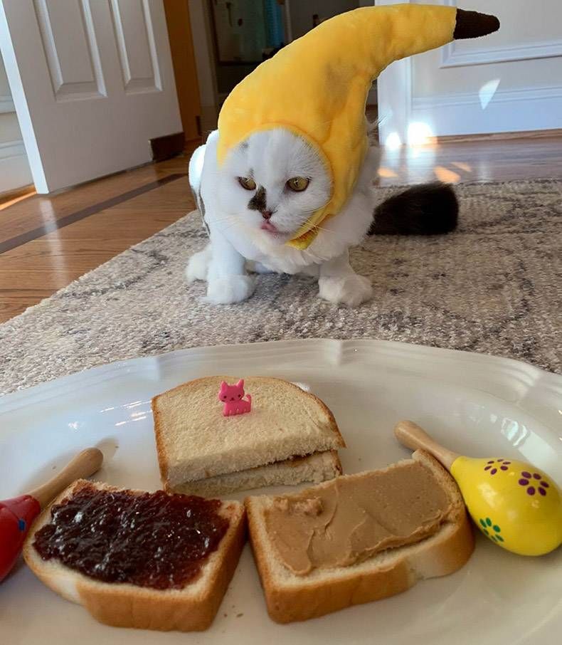 Gewoon een verzameling hilarische foto's #1179