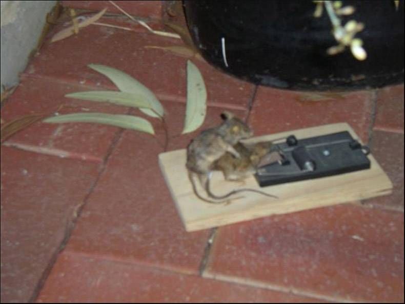 Pix Dump #1000 Special: Gewoon een verzameling foto's van dieren
