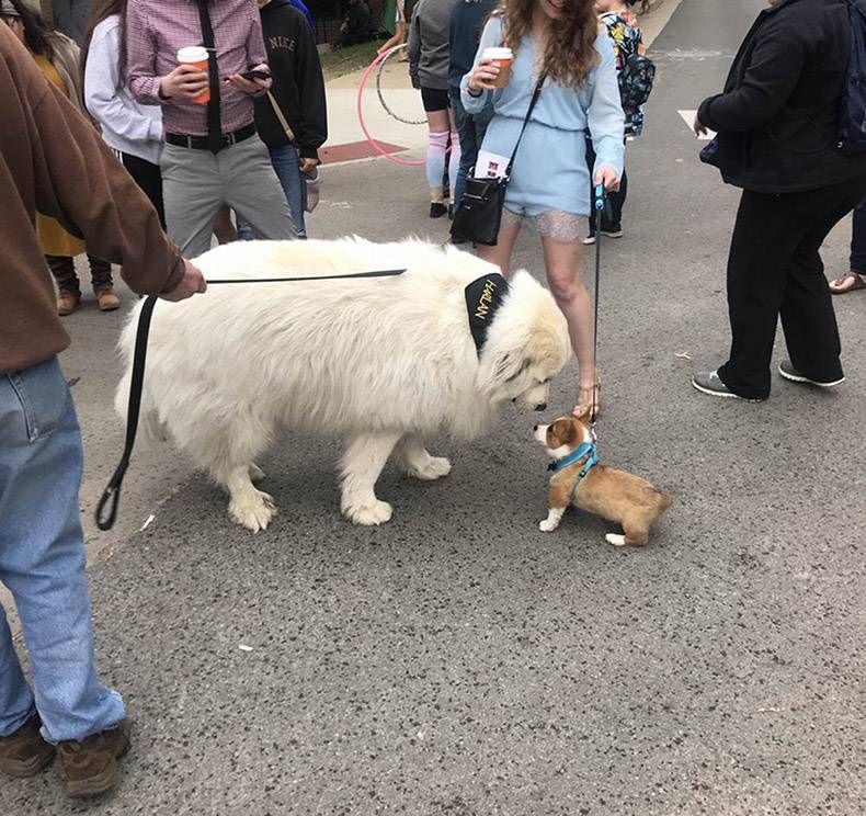 Gewoon een verzameling hilarische foto's #1120