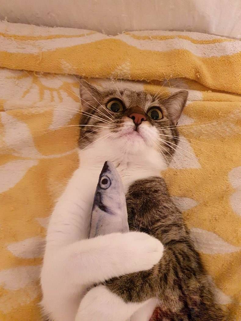 Gewoon een verzameling hilarische foto's #1159