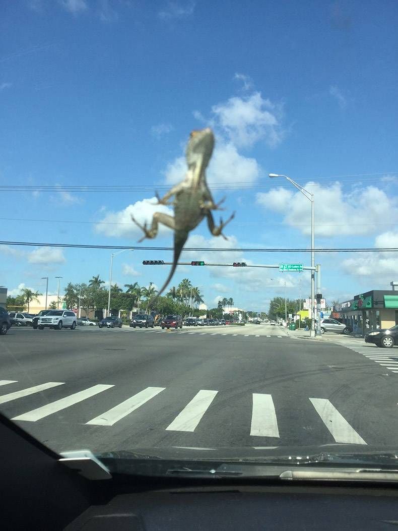 Gewoon een verzameling hilarische foto's #1205