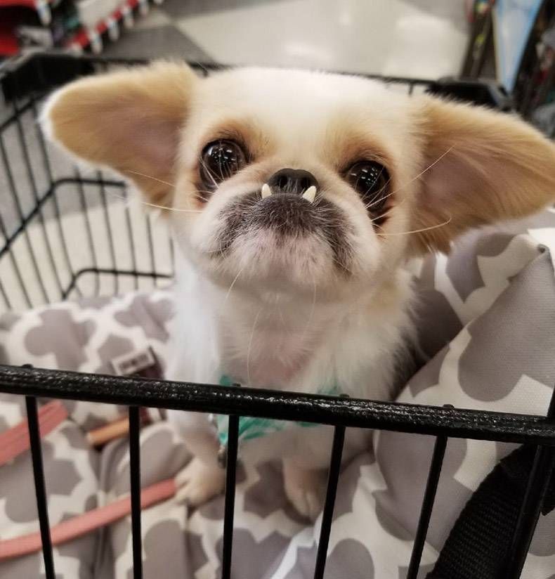 Gewoon een verzameling hilarische foto's #1096