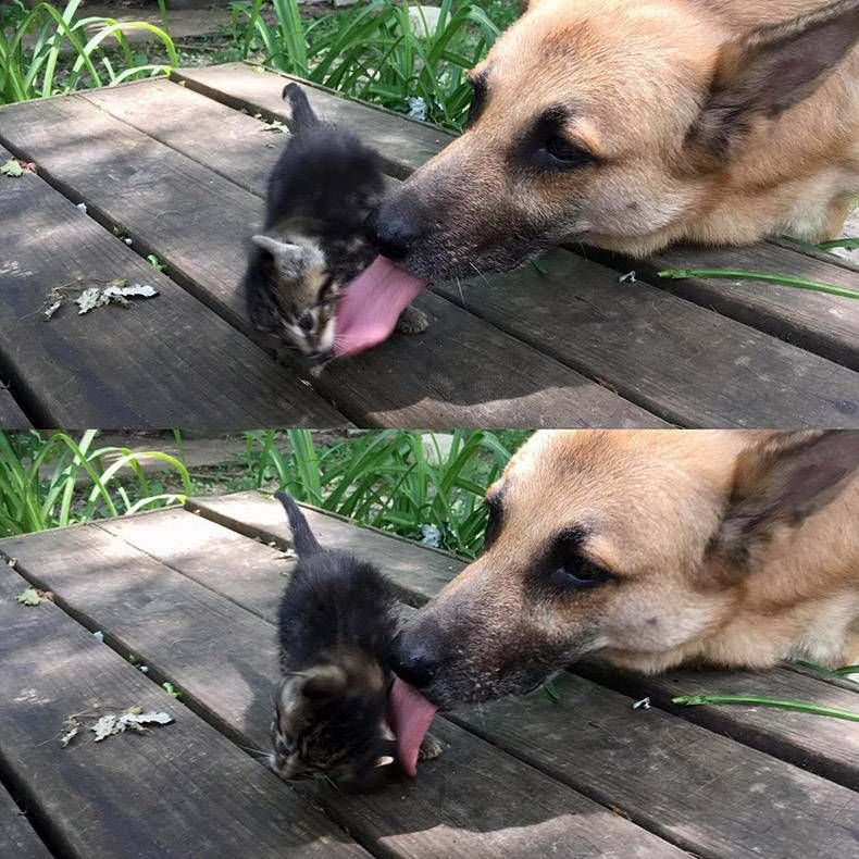 Gewoon een verzameling hilarische foto's #1178