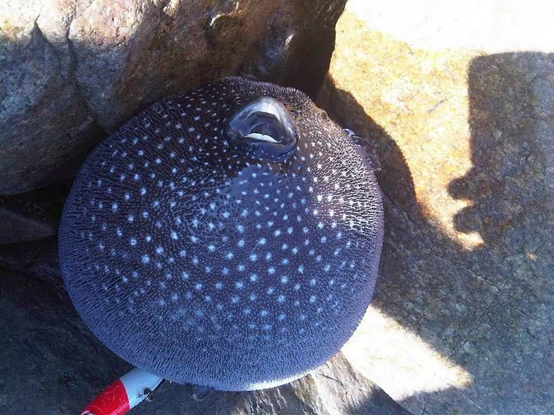 Gewoon een verzameling hilarische foto's #1088