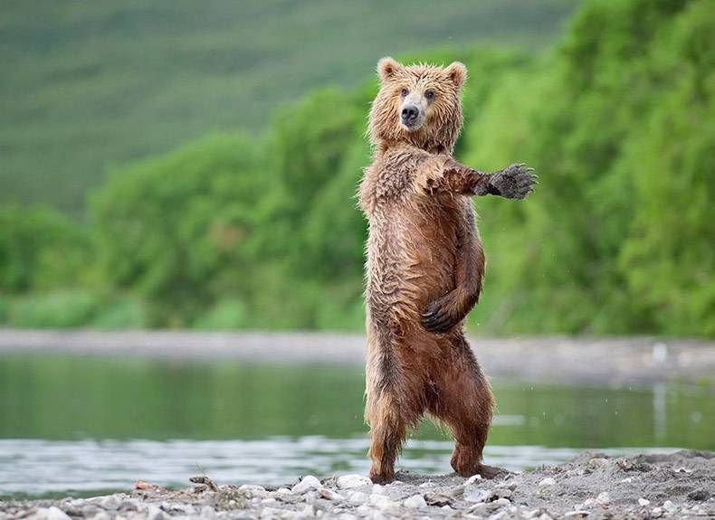 Pix Dump #1000 Special: Gewoon een verzameling foto's van dieren