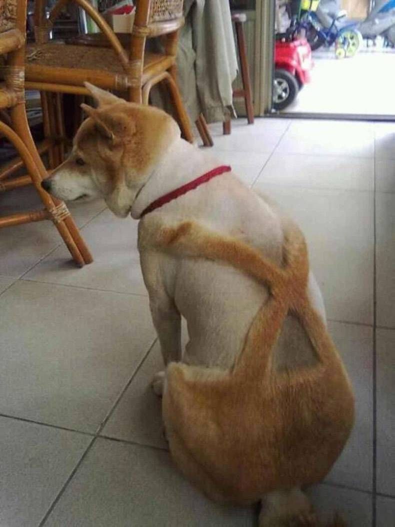 Pix Dump #1000 Special: Gewoon een verzameling foto's van dieren