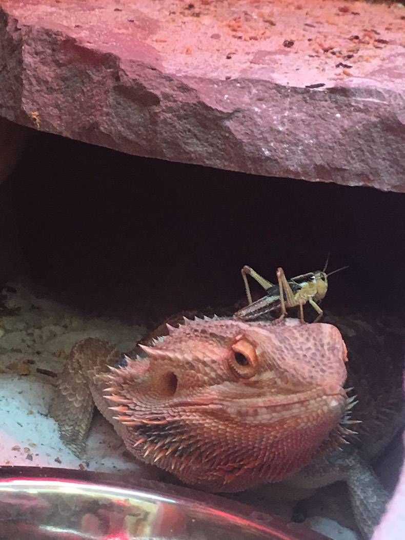 Gewoon een verzameling hilarische foto's #762