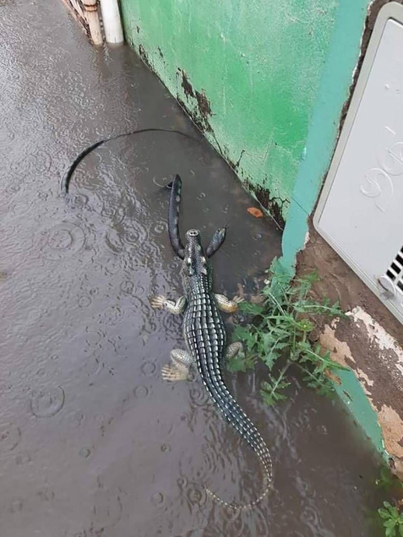 Gewoon een verzameling hilarische foto's #1244