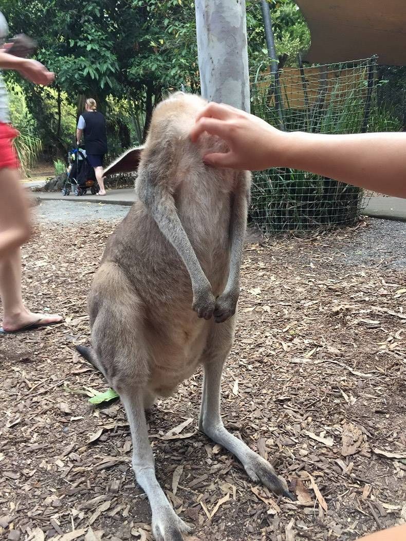 Gewoon een verzameling hilarische foto's #1178