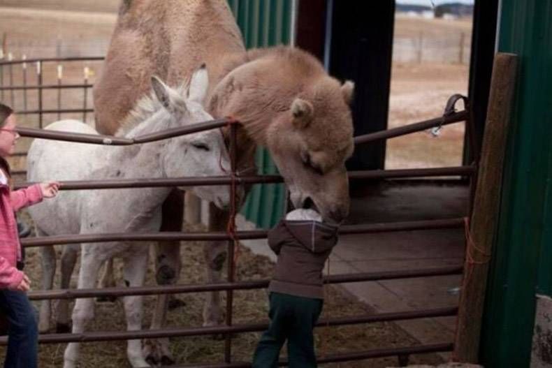 Pix Dump #1000 Special: Gewoon een verzameling foto's van dieren