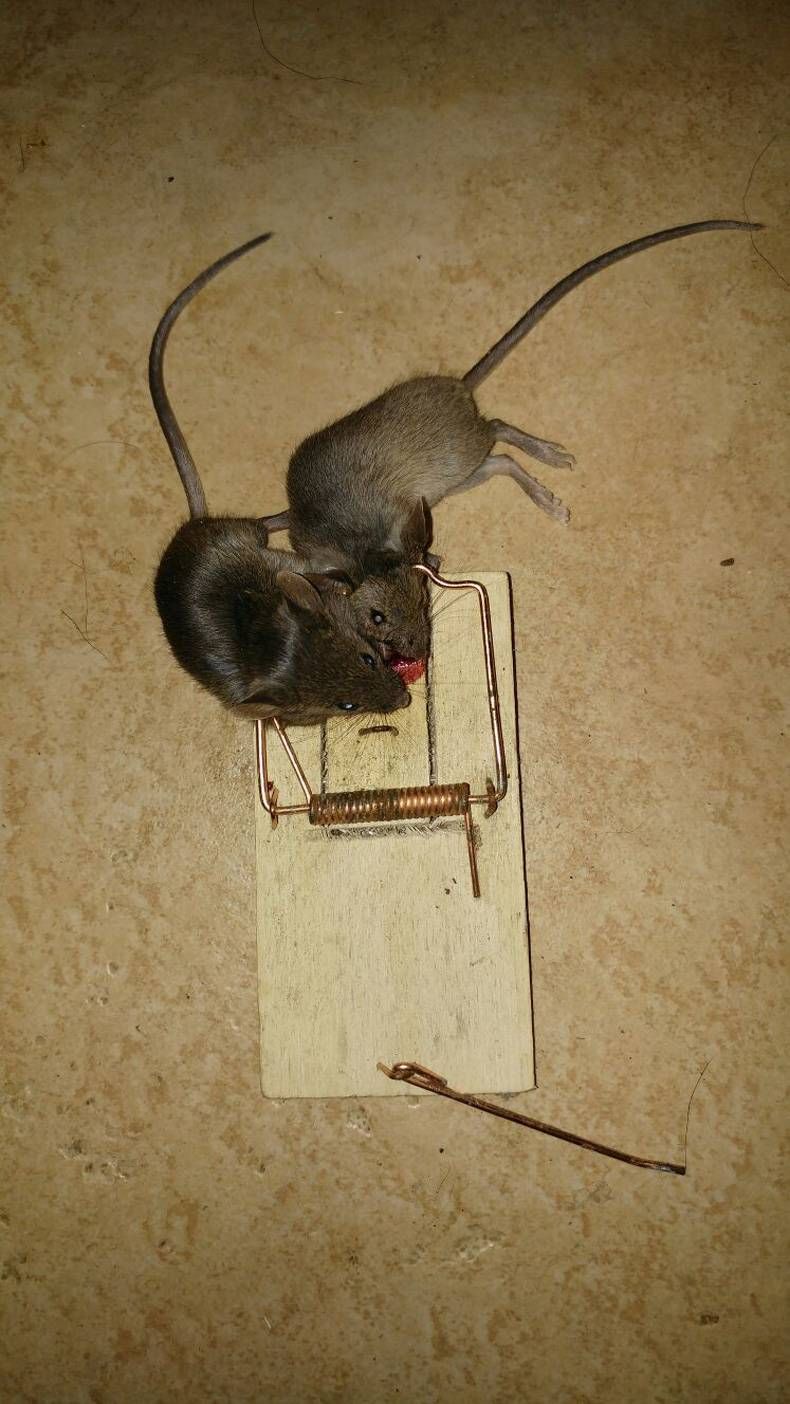 Gewoon een verzameling hilarische foto's #725