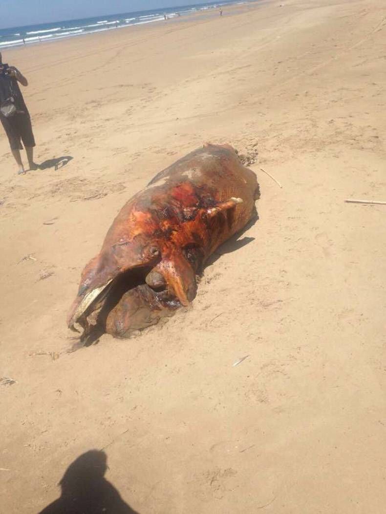 Gewoon een verzameling hilarische foto's #778