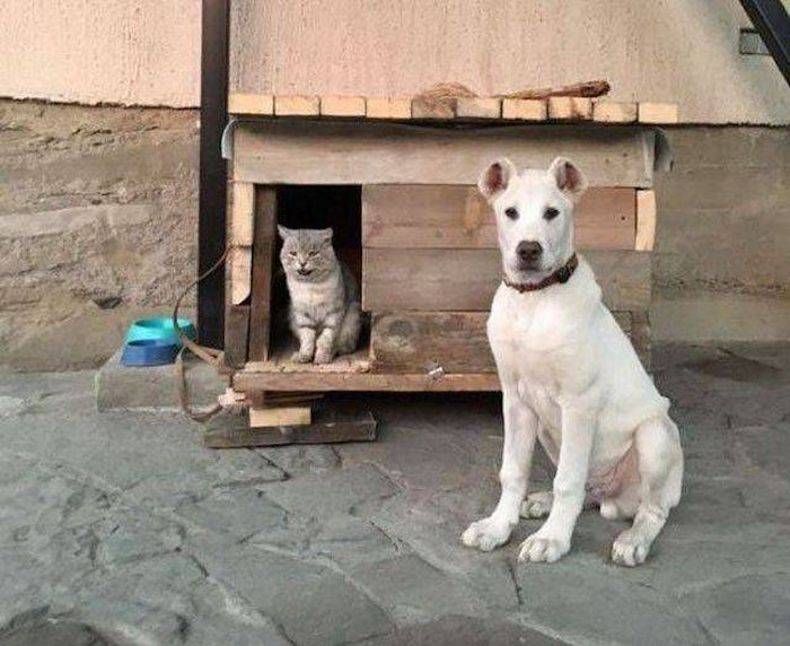 Gewoon een verzameling hilarische foto's #745