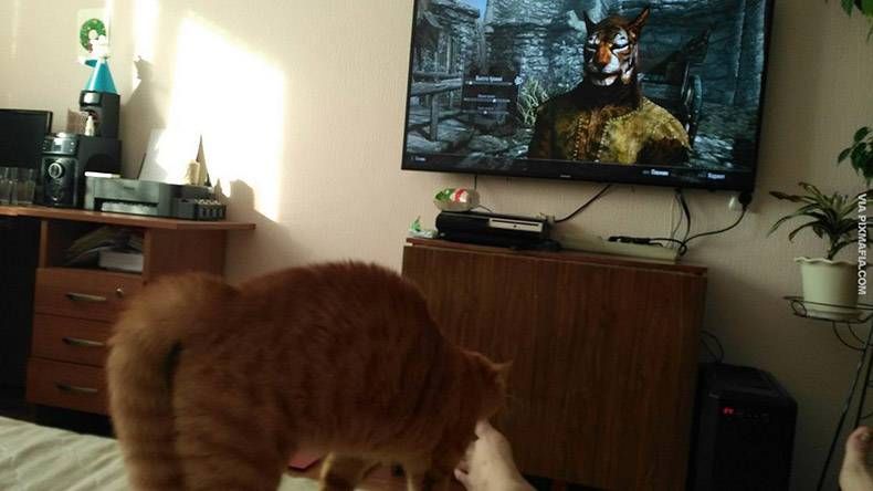 Gewoon een verzameling hilarische foto's #1222