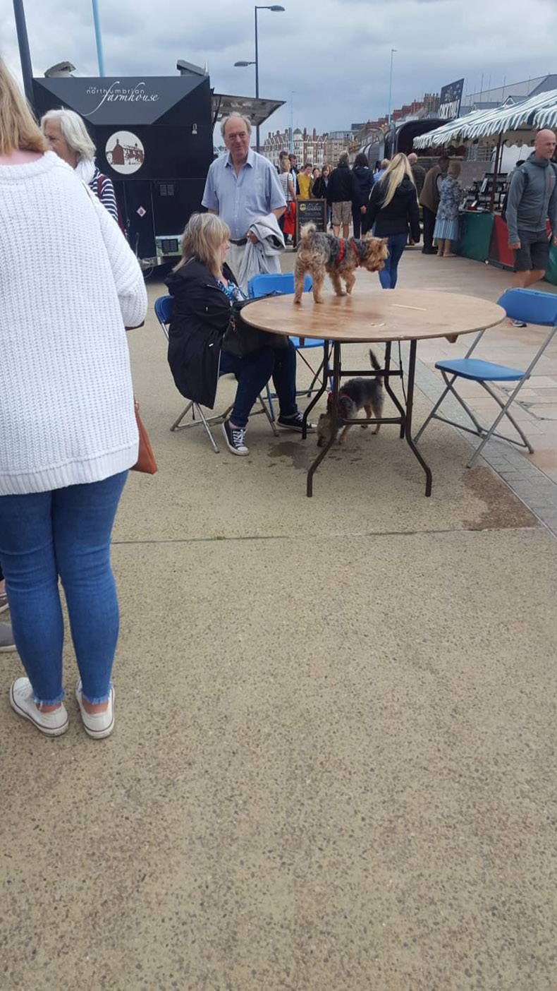 Gewoon een verzameling hilarische foto's #1142