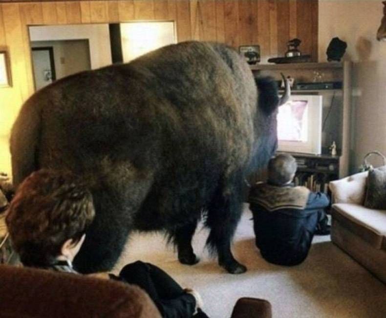 Gewoon een verzameling hilarische foto's #1240