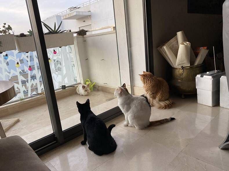 Gewoon een verzameling hilarische foto's #1205