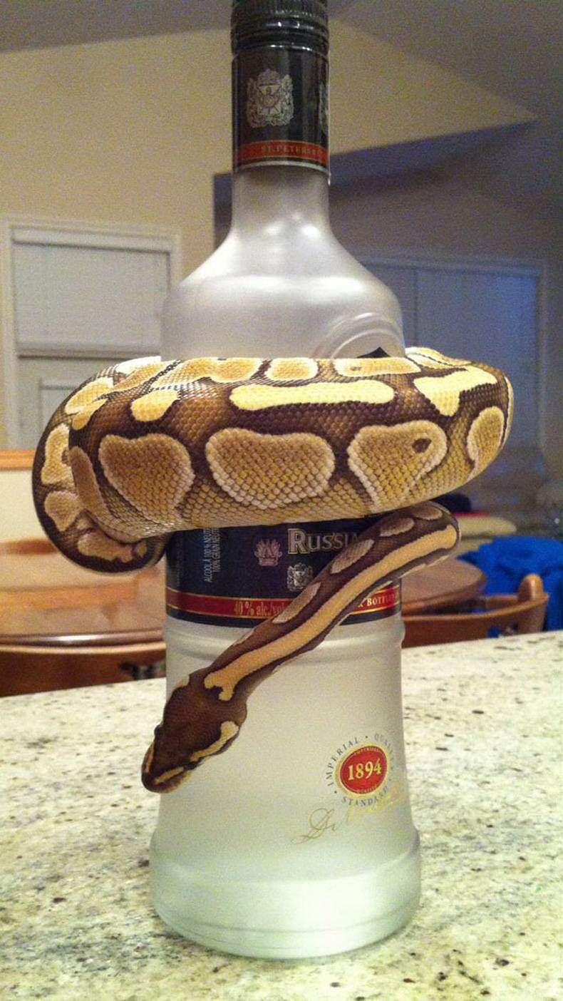 Gewoon een verzameling hilarische foto's #1152