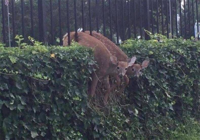 Gewoon een verzameling hilarische foto's #1130