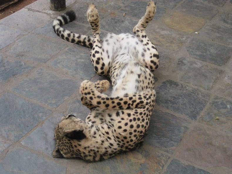 Gewoon een verzameling hilarische foto's #1120