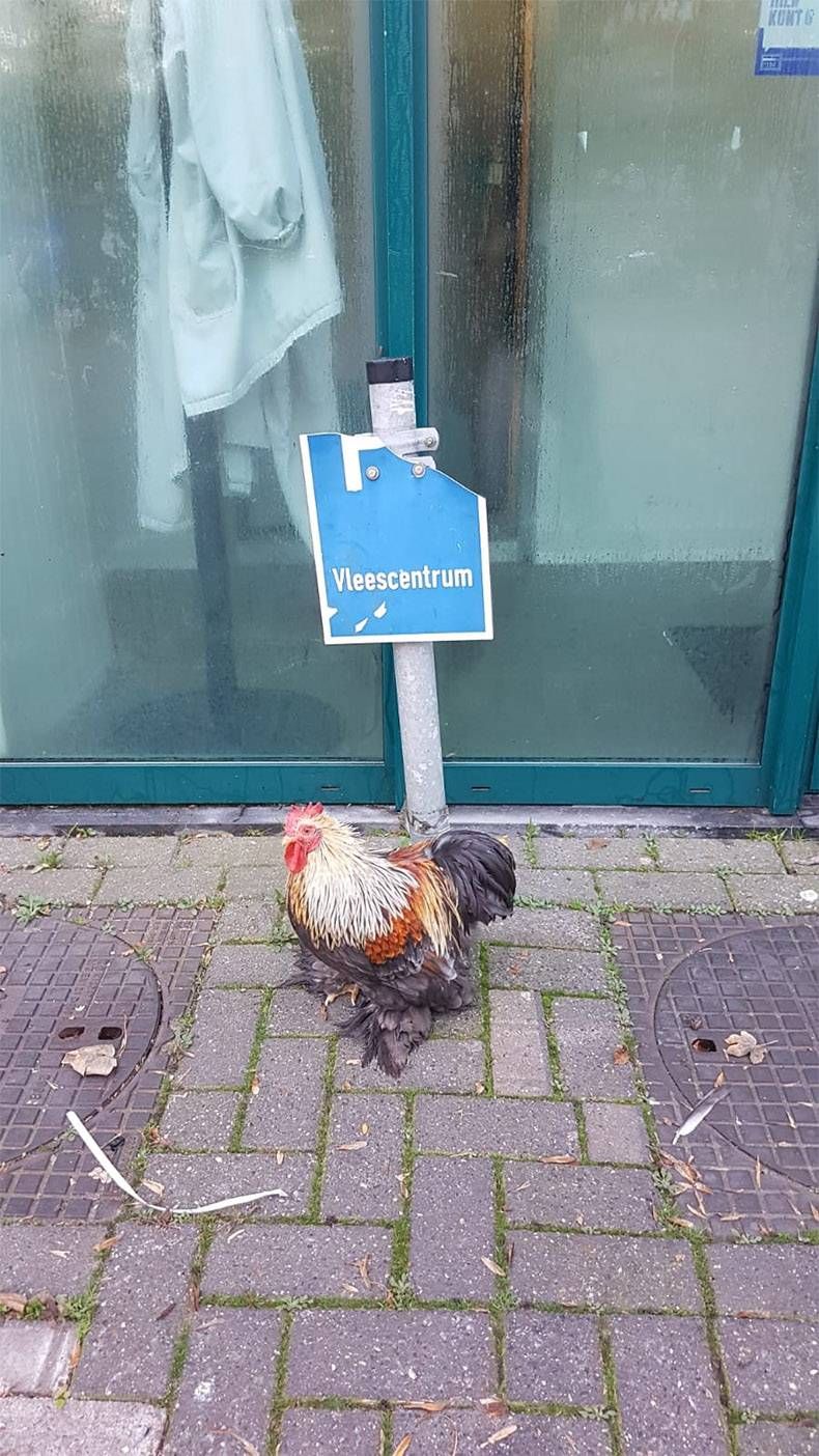 Gewoon een verzameling hilarische foto's #1037