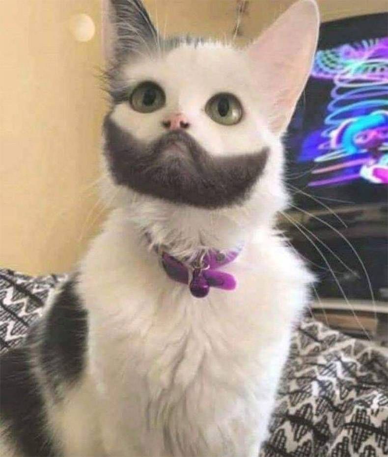 Gewoon een verzameling hilarische foto's #1037