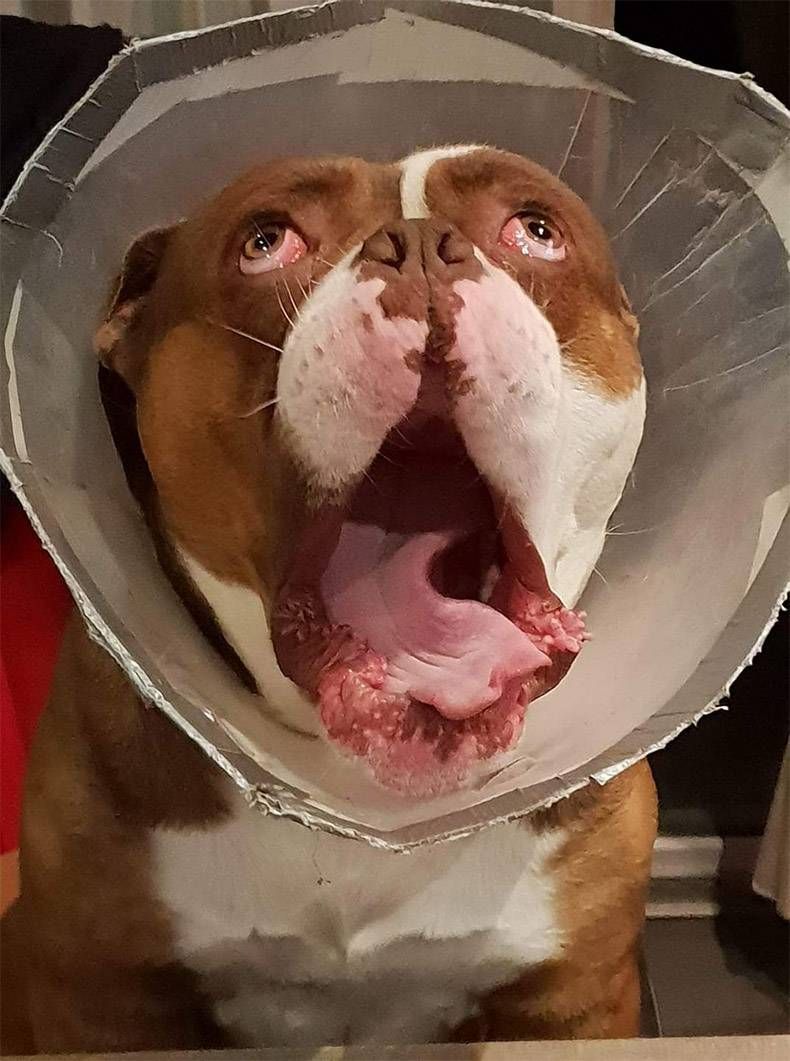 Gewoon een verzameling hilarische foto's #1069