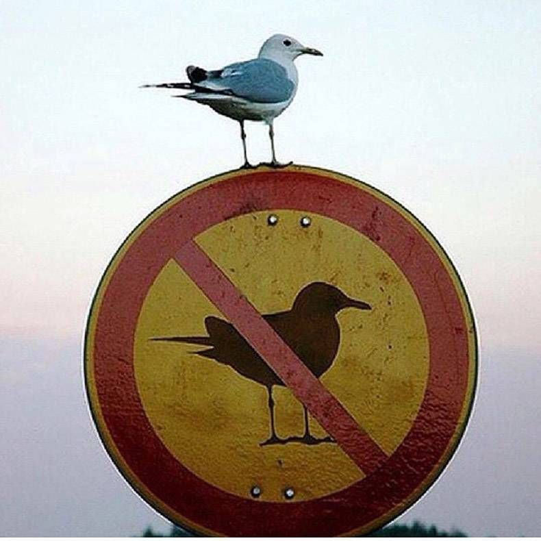 Pix Dump #1000 Special: Gewoon een verzameling straathumor foto's