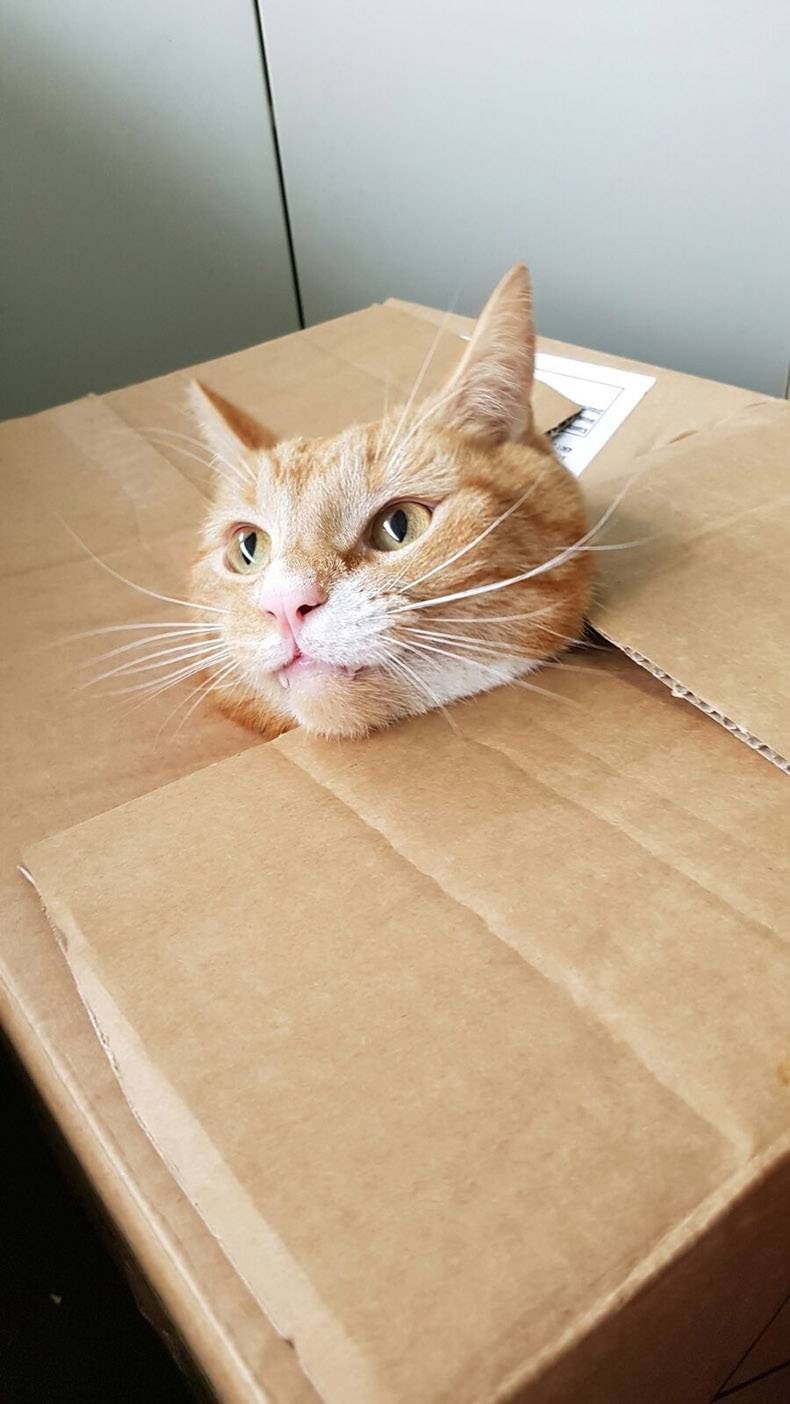 Gewoon een verzameling hilarische foto's #759