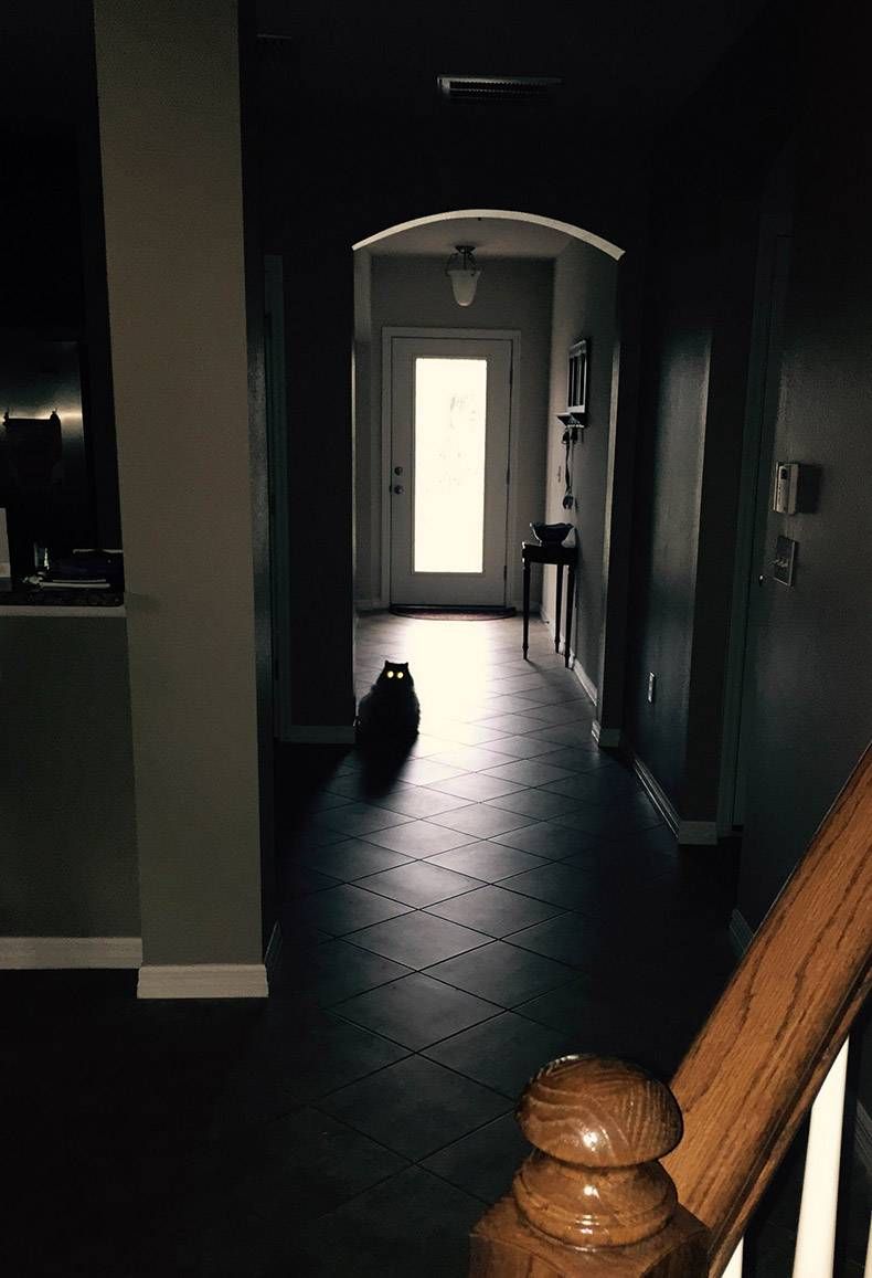 Gewoon een verzameling hilarische foto's #1152