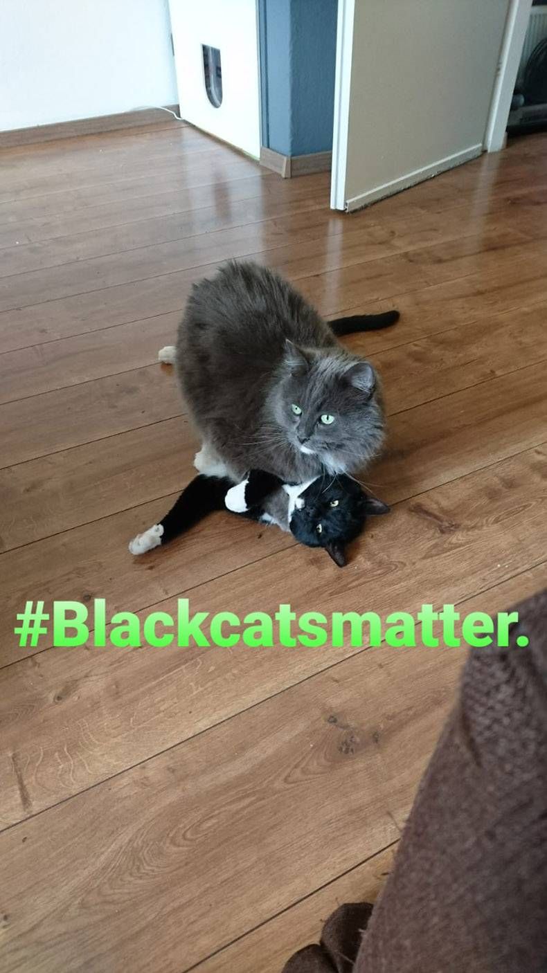 Gewoon een verzameling hilarische foto's #1294