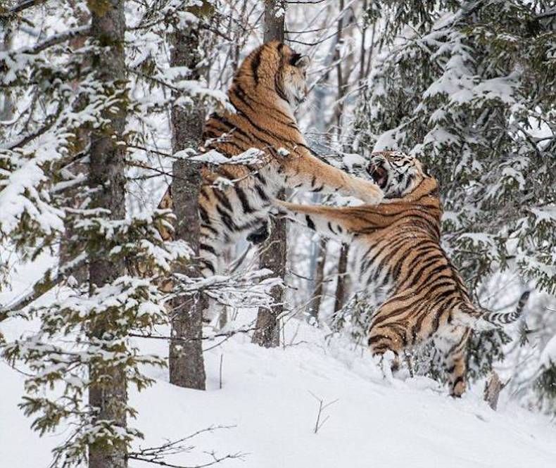 Gewoon een verzameling hilarische foto's #747