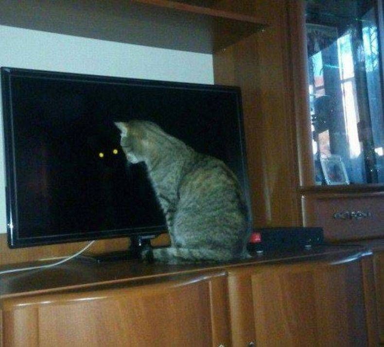 Gewoon een verzameling hilarische foto's #745