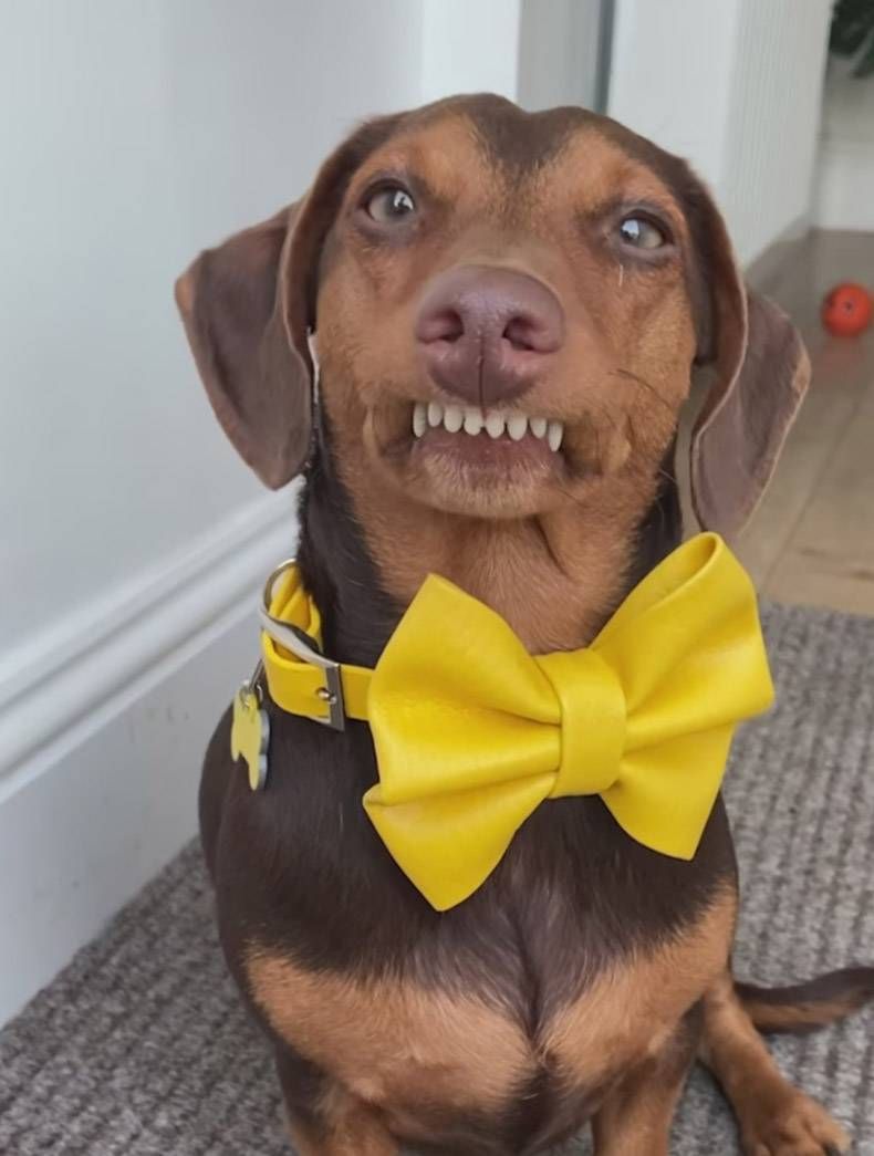 Gewoon een verzameling hilarische foto's #1346