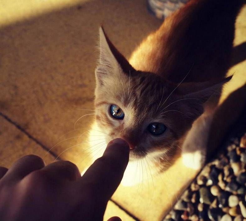 Gewoon een verzameling hilarische foto's #1168