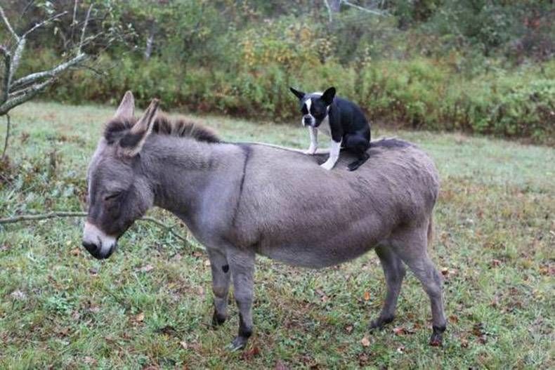 Gewoon een verzameling hilarische foto's #992