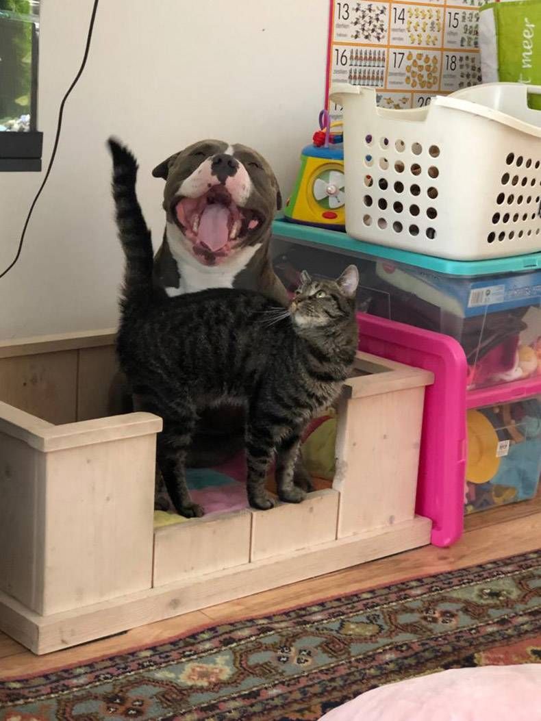 Gewoon een verzameling hilarische foto's #1173