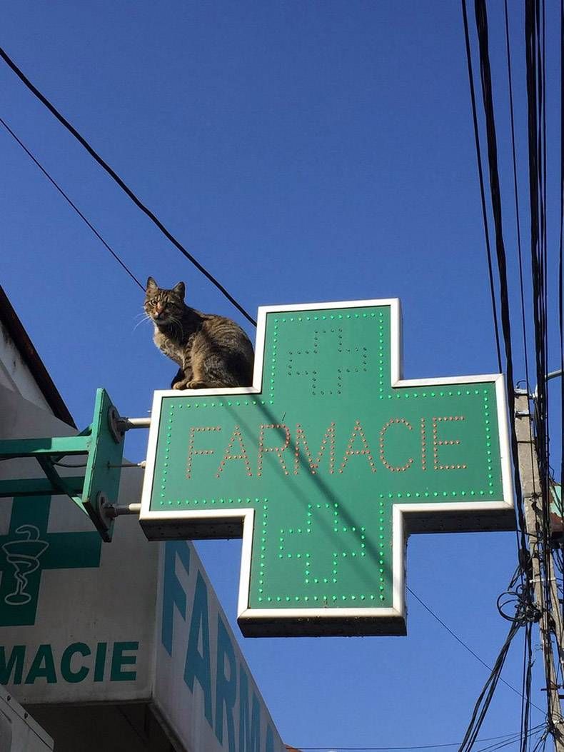 Gewoon een verzameling hilarische foto's #1096