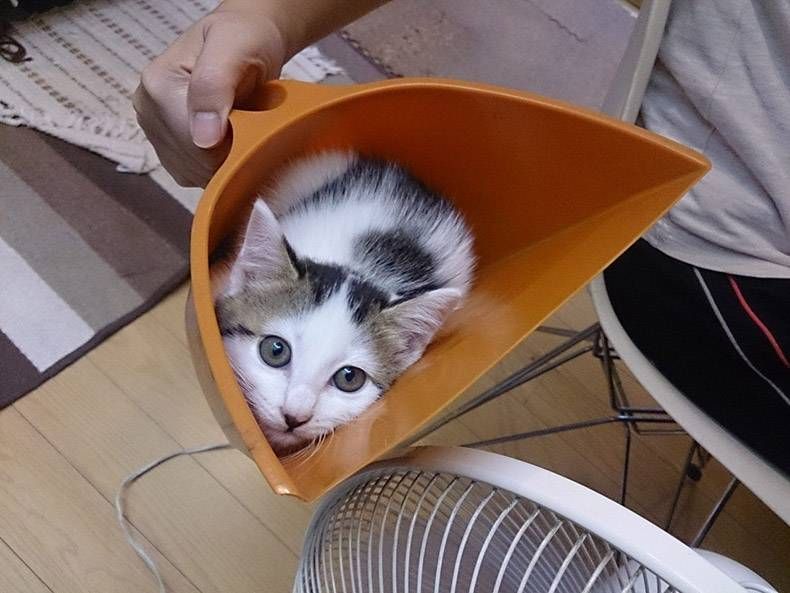 Gewoon een verzameling hilarische foto's #1255