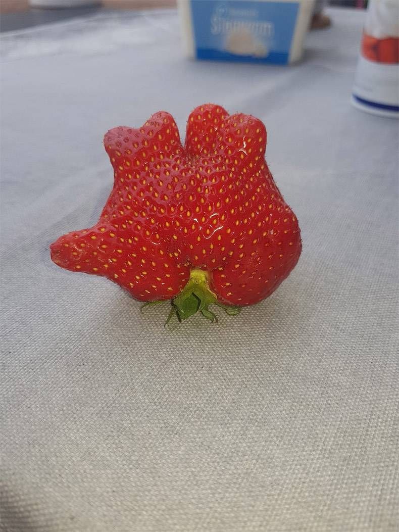 Gewoon een verzameling hilarische foto's #984