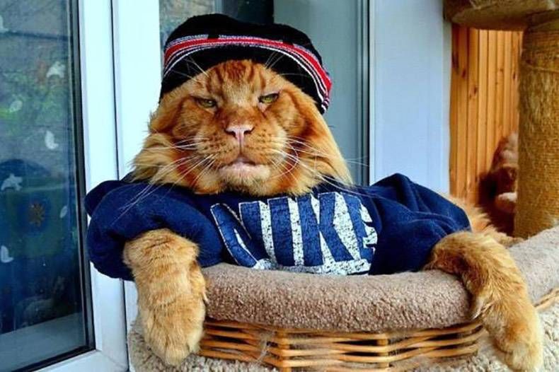 Gewoon een verzameling hilarische foto’s #978