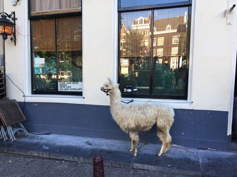 Gewoon een verzameling hilarische foto's #704