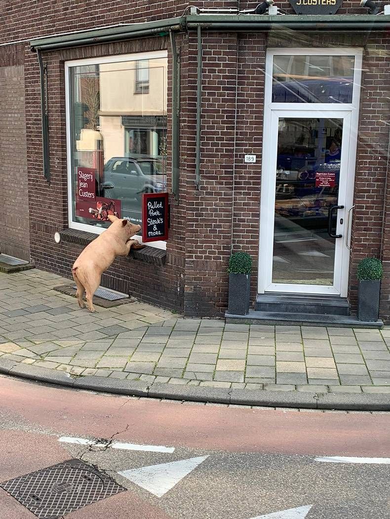 Gewoon een verzameling hilarische foto's #1262