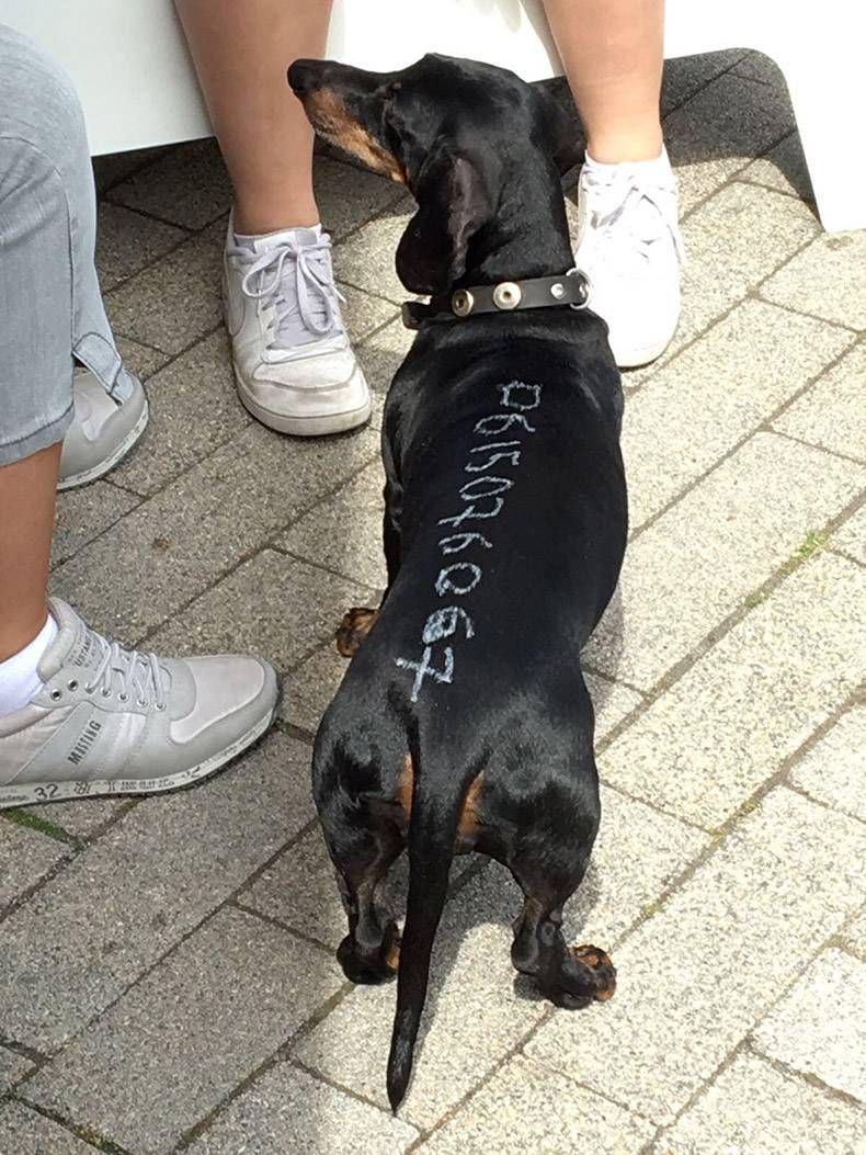 Gewoon een verzameling hilarische foto's #820