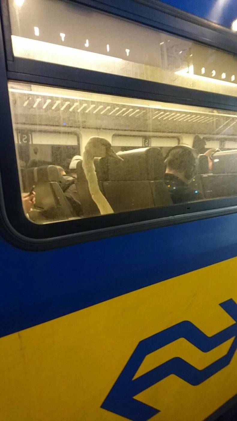 Gewoon een verzameling hilarische foto's #778