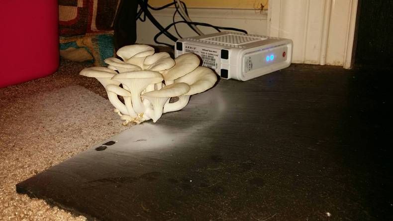 Gewoon een verzameling hilarische foto's #730