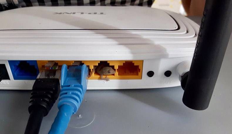 Gewoon een verzameling hilarische foto's #1088