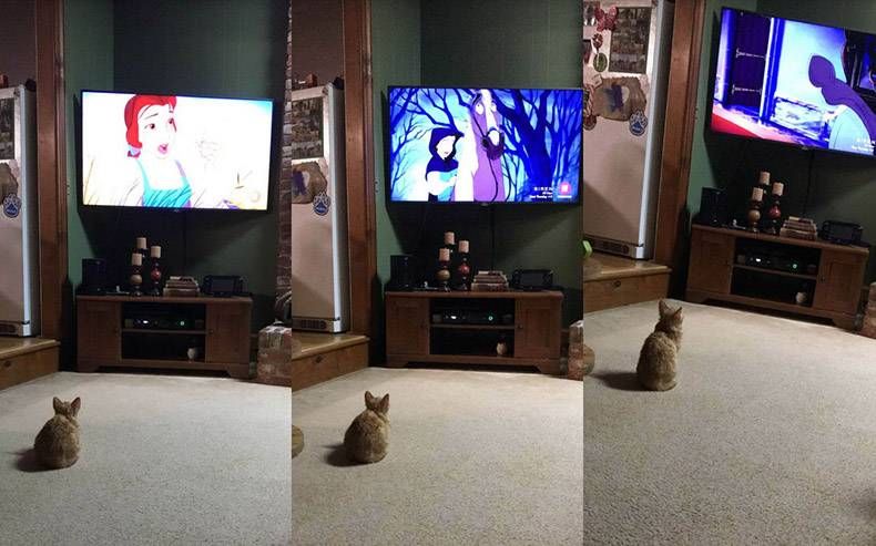 Gewoon een verzameling hilarische foto's #1089